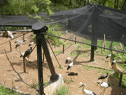 大島公園動物園再整備設計