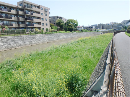 境川整備に伴う詳細設計（鶴間橋上下流）