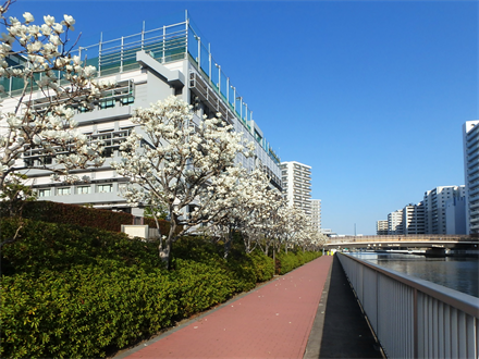 令和2年度汐浜運河内部護岸遊歩道補修設計
